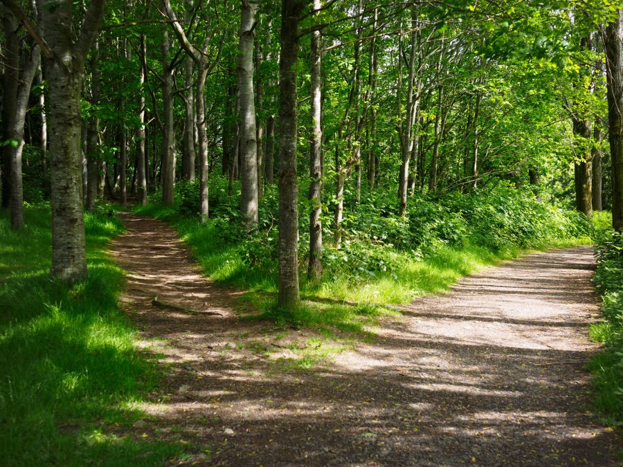 Zwei Wege in einem Wald die sich nach rechts und links teilen.